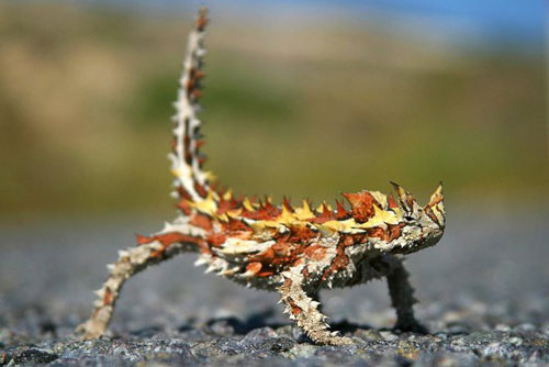 'Sốc toàn tập' với những khám phá về thằn lằn gai