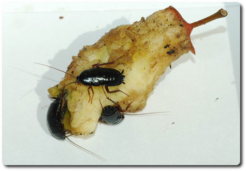 Vì sao gián chết lại nằm ngửa?