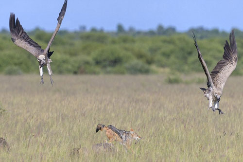 Ngỡ ngàng trước cảnh chó rừng phi thân lên không trung ngoạm kền kền