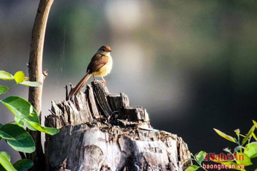 Những khoảnh khắc tuyệt vời của thiên nhiên Việt Nam