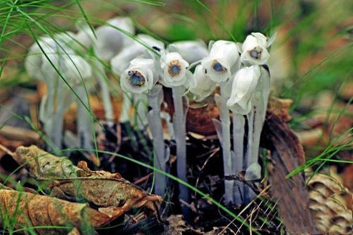 Khám phá “cây ma” siêu hiếm xuất hiện ở Trung Quốc