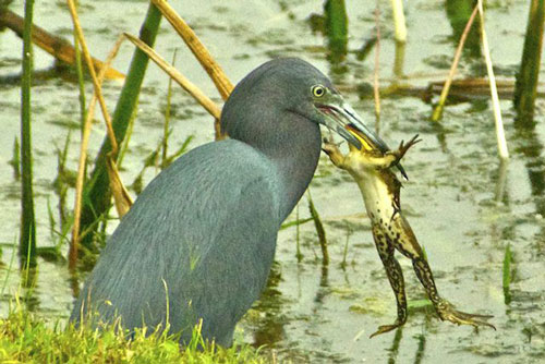 Nếu loài ếch tuyệt chủng, điều gì sẽ xảy ra với Trái Đất?