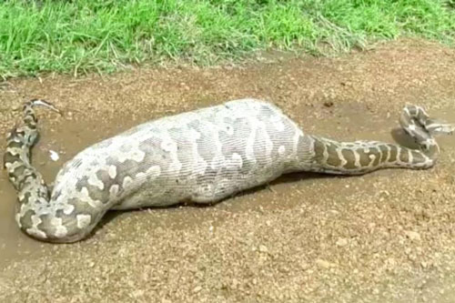 Ảnh động vật: Trăn khổng lồ chết thảm vì tham ăn