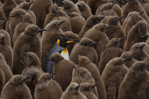 Những khoảng khắc vui nhộn của động vật hoang dã