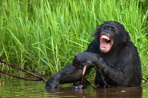 Loạt ảnh hiếm về về loài khỉ Bonobo 'khét tiếng' về 'chuyện ấy'