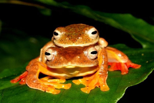 Chuyện kỳ lạ về 'quái ếch' Việt Nam bỗng đỏ rực như lửa khi giao phối