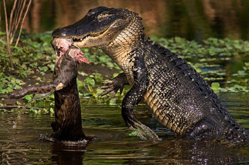 'Kinh hoàng' trước cảnh cá sấu "đớp phát chết luôn" con mồi xấu số