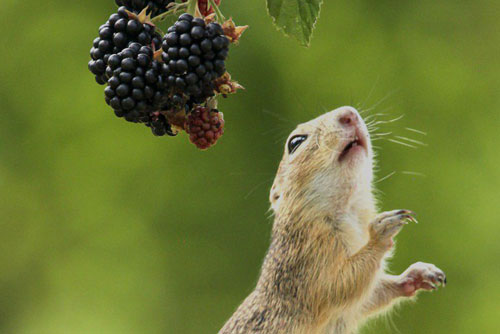 Cầy thảo nguyên dùng “khinh công” kiếm thức ăn