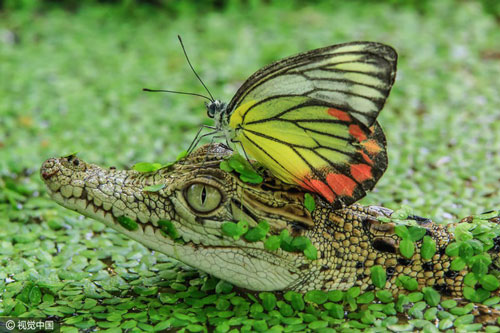 Ảnh 'độc': Bướm đậu trên đầu cá sấu để qua ao nhỏ