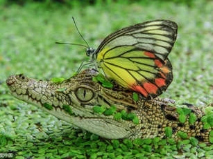 Ảnh 'độc': Bướm đậu trên đầu cá sấu để qua ao nhỏ