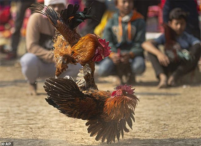 Ấn Độ: Người đàn ông thiệt mạng vì xem chọi gà - 1