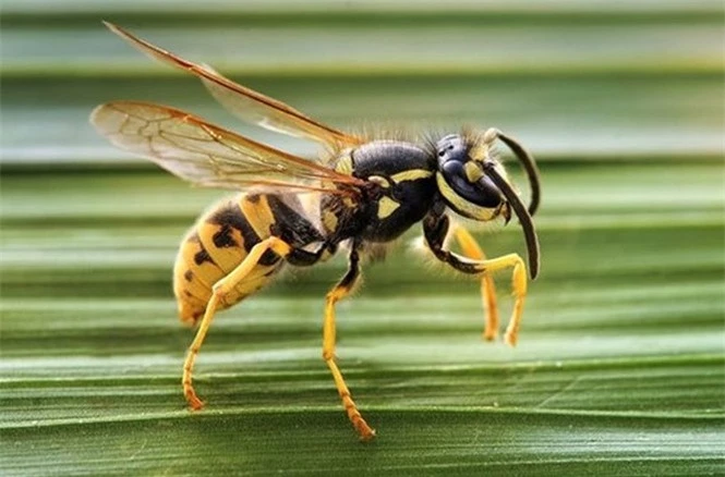 Ong bắp cày giết người trong nháy mắt, sao gọi chúng là ong diệt chủng? - ảnh 2