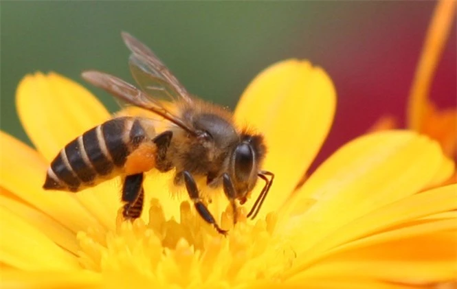 1001 thắc mắc: Ong có ngủ không, kinh khủng thế nào nếu ong tuyệt chủng? - ảnh 1