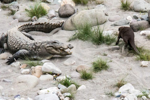 Rái cá “trẻ trâu” nghịch dại cắn đuôi chọc ghẹo cá sấu