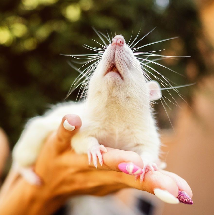 'Bật mí' lịch sử kỳ thú của những con chuột trong phòng thí nghiệm