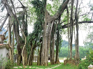 Clip: Tìm hiểu “cây đa di chuyển” ở Ninh Bình