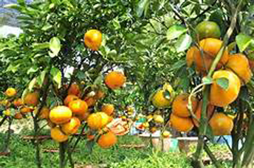 8 lo&#x1EA1;i c&#xE2;y hoa h&#x1EE3;p phong th&#x1EE7;y kh&#xF4;ng th&#x1EC3; thi&#x1EBF;u trong nh&#xE0; ng&#xE0;y T&#x1EBF;t