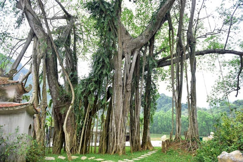“Cây đa di chuyển” ở thôn Hải Nham, xã Ninh Hải (Hoa Lư, Ninh Bình). (Nguồn Dân trí)