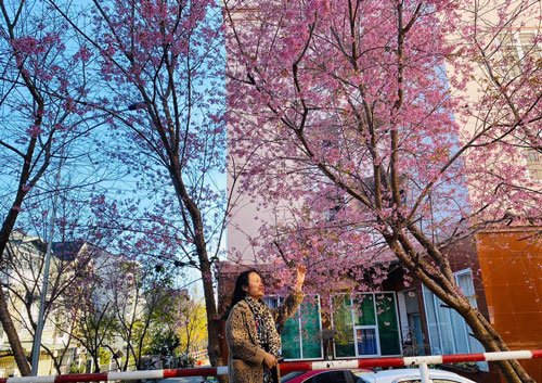 Ngắm hoa mai anh đào bung sắc đón xuân mới 2020 trên khắp phố phường Đà Lạt