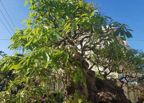 "Cụ" lộc vừng 100 tuổi ở Nha Trang, chủ “hét giá” gần nửa tỷ đồng