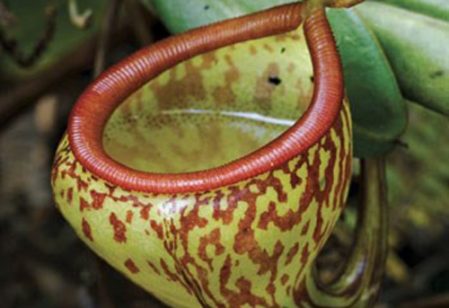 Giải mã sự thực sốc những cây ăn thịt dị nhất Thế Giới