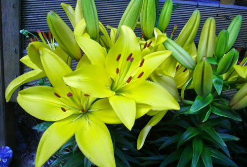 Ngày Tết mà cắm hoa này lên bàn thờ, xui cả năm, tiền bạc 'đội nón' ra đi