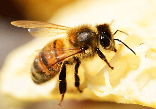 Ong là loài động vật làm việc không biết mệt mỏi.
