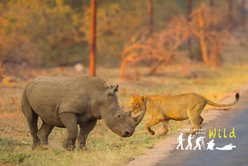 Cuộc chạm trán ly kỳ giữa 20 linh cẩu, 3 sư tử và 1 tê giác