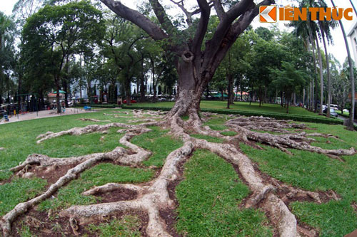 Cận cảnh siêu cổ thụ “bạch tuộc khổng lồ” giữa Sài Gòn