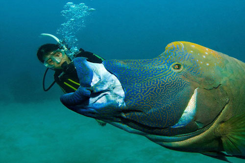 Những màn “nuốt người” đầy kinh khiếp của cá khổng lồ