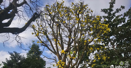 CLIP: Chiêm ngưỡng 'cụ' mai vàng 200 tuổi, được trả giá 6 tỷ chủ vẫn không bán