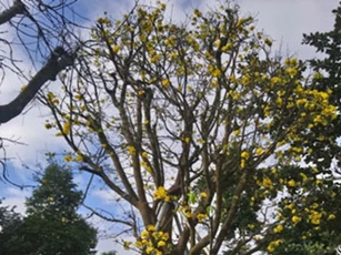 CLIP: Chiêm ngưỡng 'cụ' mai vàng 200 tuổi, được trả giá 6 tỷ chủ vẫn không bán