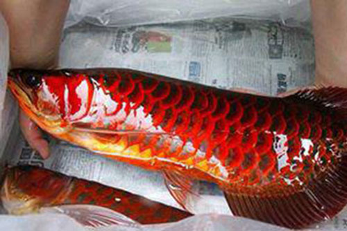 Bí ẩn loài cá thiêng có vẩy đỏ như máu người ở Biển Hồ
