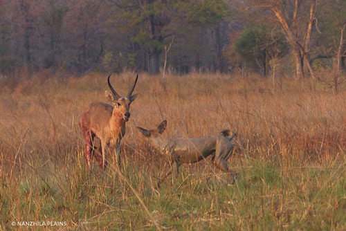 Rợn người với màn đi săn đẫm máu của chó hoang đơn độc