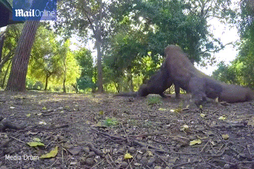 Kịch chiến bất phân thắng bại, rồng Komodo "chơi bẩn" để hạ đối thủ