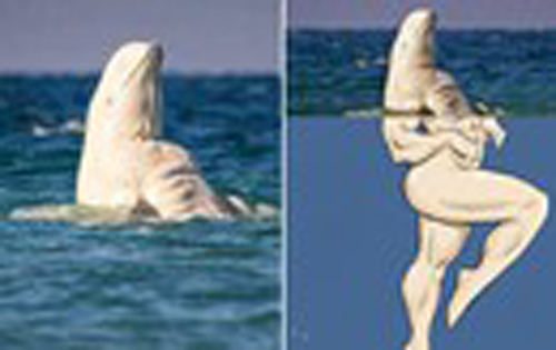 Cá voi trắng beluga "cơ bắp" gây náo loạn, khiến người phát cuồng