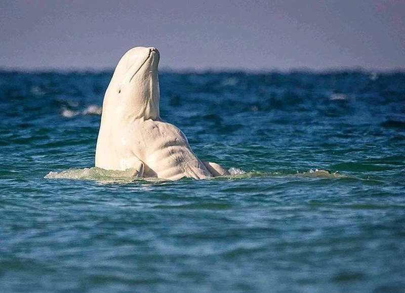 Nhiếp ảnh gia David Merron khi chụp được hình ảnh này còn không nhịn được mà nói: "Con cá voi này chắc chắn có tập thể hình".