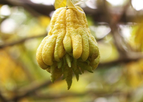 Chọn phật thủ để ban thờ Tết cứ nhằm quả kiểu này để thần linh "ưng bụng", cả năm phát lộc