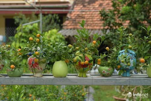 Quất cảnh hồ lô 'độc lạ' của nông dân Mễ Sở, Hưng Yên "cháy hàng" dịp Tết