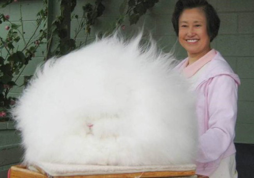 Ngộ ngĩnh con thỏ tròn xoe như cục bông khổng lồ