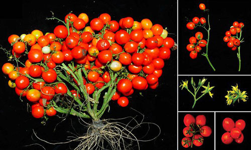 Cà chua biến đổi gen ra trái chùm như nho