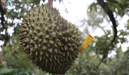 Đắk Lắk: Sầu riêng Krông Pách hướng tới thị trường xuất khẩu