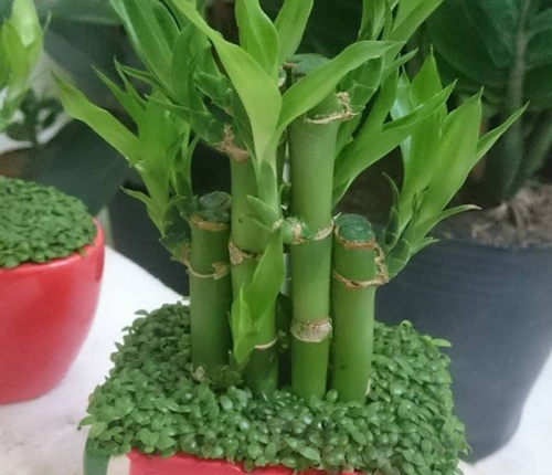 Ô nhiễm không khí, ngày Tết trang trí các loại cây này vừa đẹp nhà vừa lọc không khí tốt