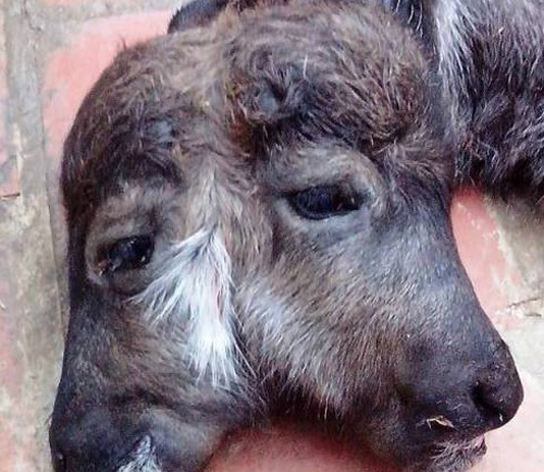 Nghé con 2 đầu thu hút hàng trăm người dân hiếu kỳ