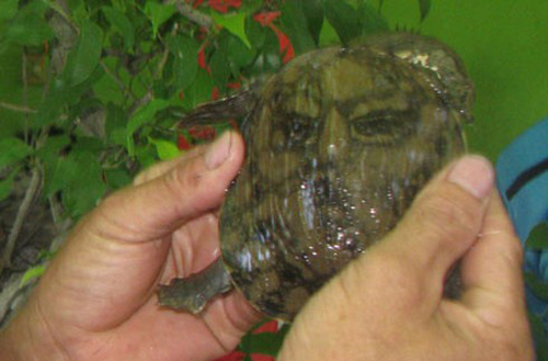 Kỳ lạ con ba ba có hình mặt người