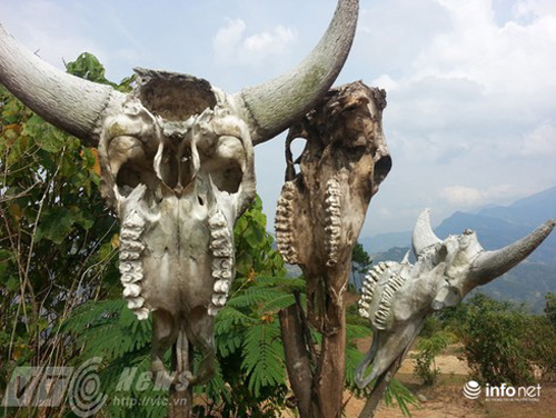 Vùng đất sọ trâu bí ẩn của bộ tộc ít người ở Hà Giang