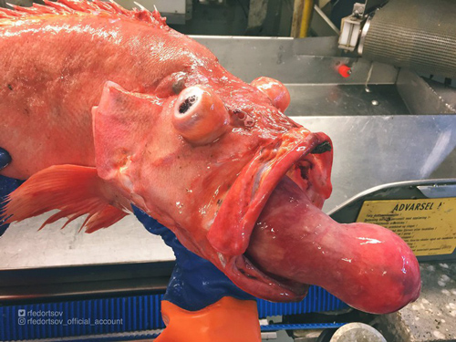 Những "quái vật" đại dương chưa từng biết khiến bạn kinh ngạc