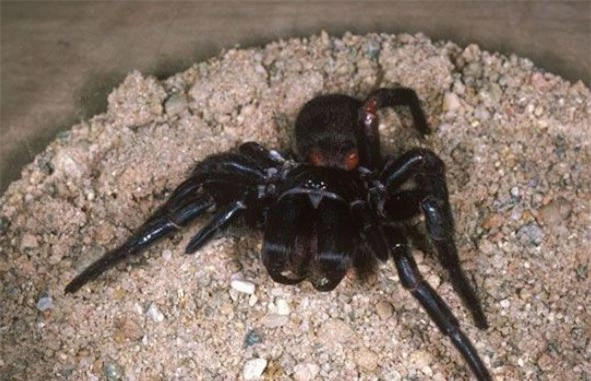 Australia: Cảnh báo loài nhện độc sinh sôi quá nhanh sau thảm họa - Ảnh 1.