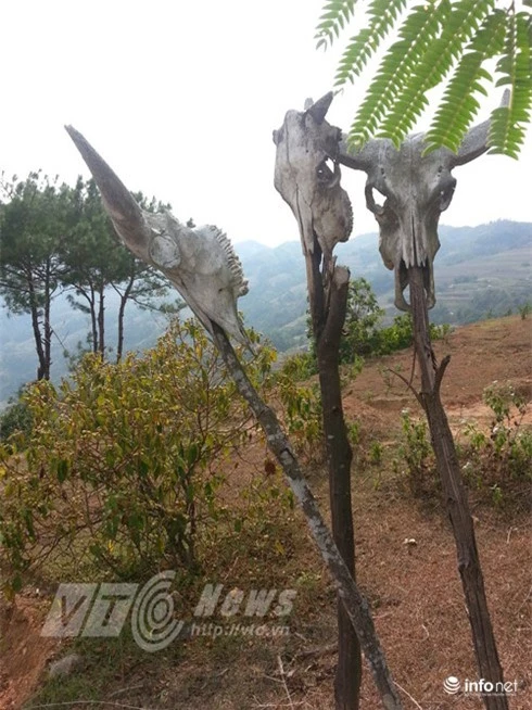 Vùng đất sọ trâu bí ẩn của bộ tộc ít người ở Hà Giang - ảnh 18
