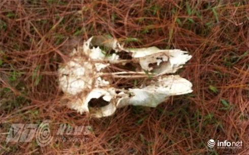 Vùng đất sọ trâu bí ẩn của bộ tộc ít người ở Hà Giang - ảnh 5